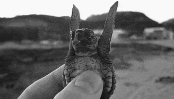 Cute handwavy turtle