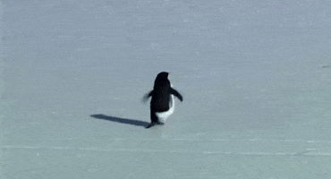 Werner Herzog Penguin GIF