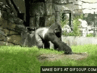 Monkey Gorilla GIF by FirstAndMonday - Find & Share on GIPHY