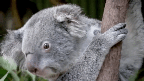 Image result for koala bears gif
