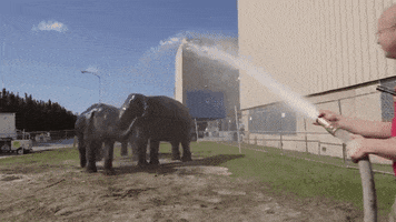 Ringling Bros Water GIF by Ringling Bros. and Barnum & Bailey