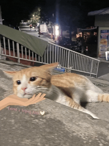 Fsacatsad GIF