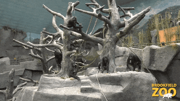 Friends Gorilla GIF by Brookfield Zoo