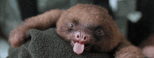 Tired Sloth GIF