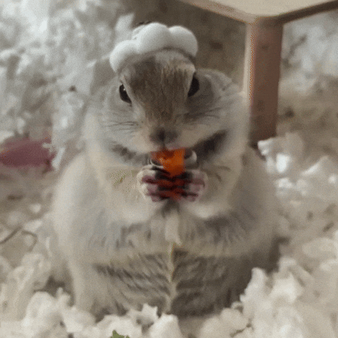 Chinese New Year Squirrel GIF