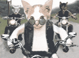 Motorcycle Gangs GIFs - Find & Share on GIPHY