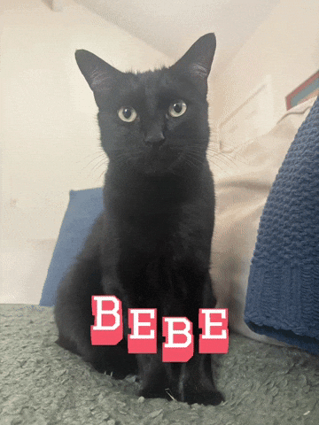 Cat GIF