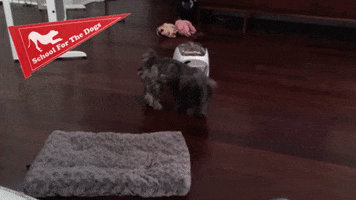 Dogs Sftd GIF by SchoolForTheDogs