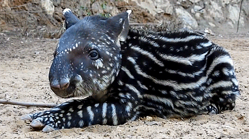 Image result for baby tapir gif