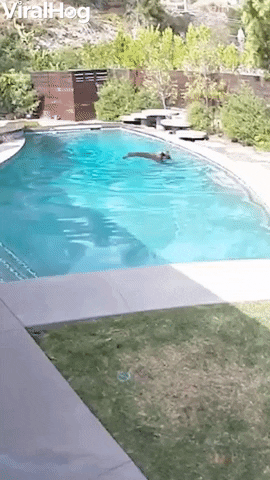Bear Takes A Dip In Backyard Pool GIF by ViralHog
