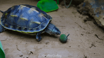 Hungry Purple Turtle GIF by CreativeCooking