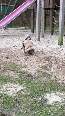 Pug Mops GIF