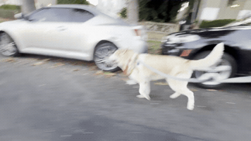 Mila GIF