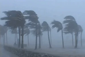 palm trees storm GIF