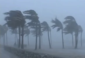 palm trees storm GIF