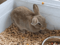 Sleepy Bunny Rabbit GIF - Sleepy Bunny Rabbit Bunny - Discover & Share GIFs