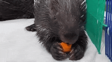 Hungry Drink GIF by San Diego Zoo