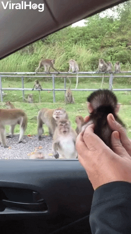Wild Monkeys Meet Adopted Infant GIF by ViralHog