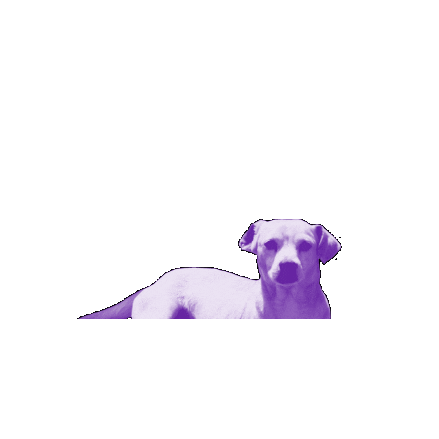 Instituto Caminhabilidade Sticker