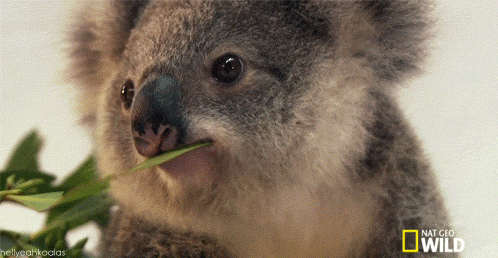  flirting koala koala wink GIF
