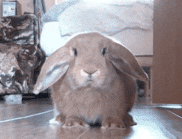 Video gif. A bunny is sniffing aggressively and smells a threat approaching. It jumps in the air and slips on the hardwood, scuffing around until it regains its balance and jets off, running around the corner.