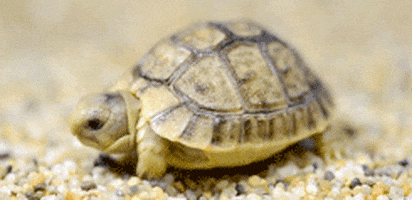 Tortuga GIFs - Get the best GIF on GIPHY