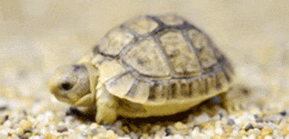 Turtle GIFs - Find & Share on GIPHY