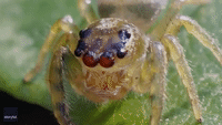 Close-Up Video of Transparent Jumping Spider Captures Its Tube-Like Eyes Moving