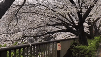 Tokyo Cherry Blossoms Reach Peak