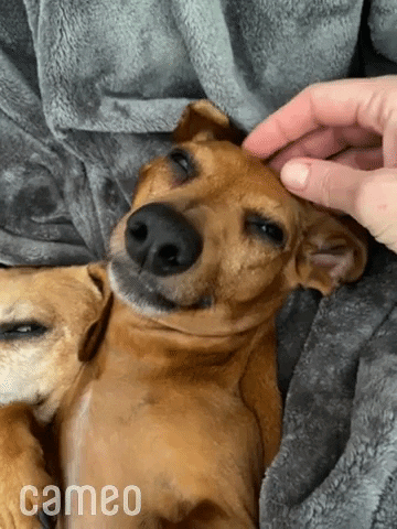 Happy Dog GIF by Cameo