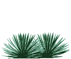 Dano's Dangerous Tequila Sticker