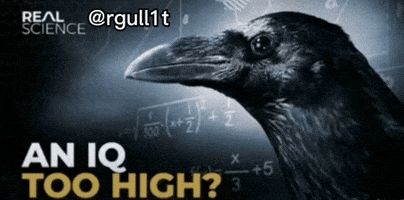 Brain Crow GIF