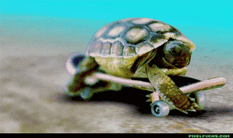 turtle skating GIF