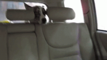 scared dogs GIF