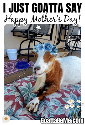 Mothers Day Pets GIF by Goatta Be Me Goats! Adventures of Pumpkin, Cookie and Java!