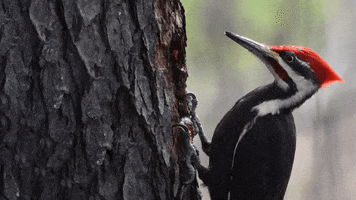 Bang Your Head Birds GIF by U.S. Fish and Wildlife Service