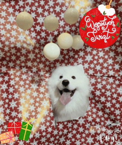 Christmas Benji GIF