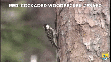 Birds Woodpecker GIF by U.S. Fish and Wildlife Service