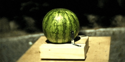 Was sind wassermelonen