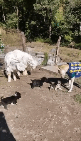Purina India GIF