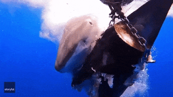 Tiger Shark Ocean GIF by Storyful
