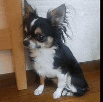 Dog Chihuahua GIF