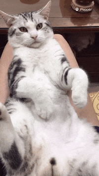 Cat Kitten Gif By Jonas Find Share On Giphy Cat Kitten Gif By Jonas Find Share On Giphy