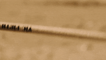 Drumming Music Video GIF by Porter Bliquez