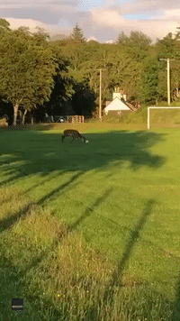 Hoof It! Deer Plays Ball in Scottish Highlands Village