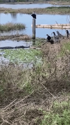 Florida Alligator GIF by Storyful
