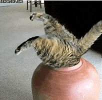 fat absolute unit GIF