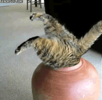 Cat Pot GIF