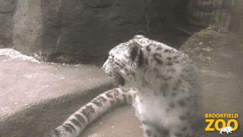 Tired Monday GIF by Brookfield Zoo