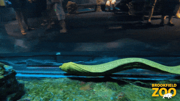 Ocean Wiggle GIF by Brookfield Zoo